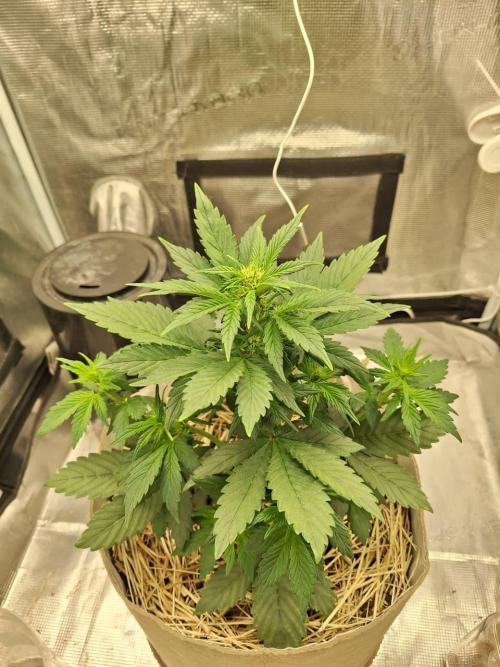 LSD-25 Auto (Living Soil). Week 5 - 02-03-2026 