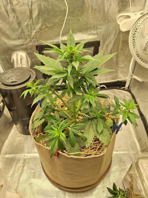 LSD-25 Auto (Living Soil). Week 5 - 02-03-2026 