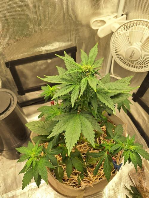 LSD-25 Auto (Living Soil). Week 5 - 02-04-2026 
