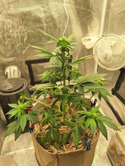 LSD-25 Auto (Living Soil). Week 5 - 02-05-2026 