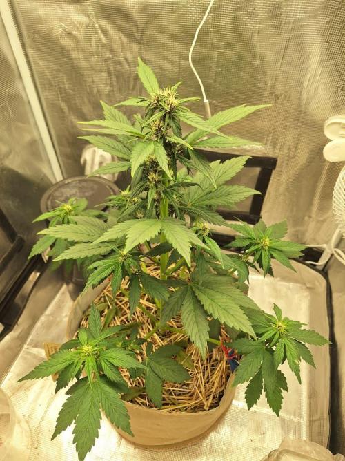 LSD-25 Auto (Living Soil). Week 6 - 02-07-2026 
