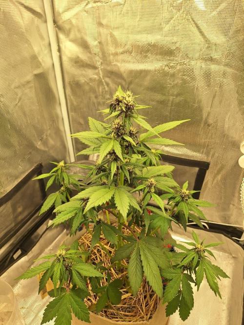 LSD-25 Auto (Living Soil). Week 6 - 02-10-2026 