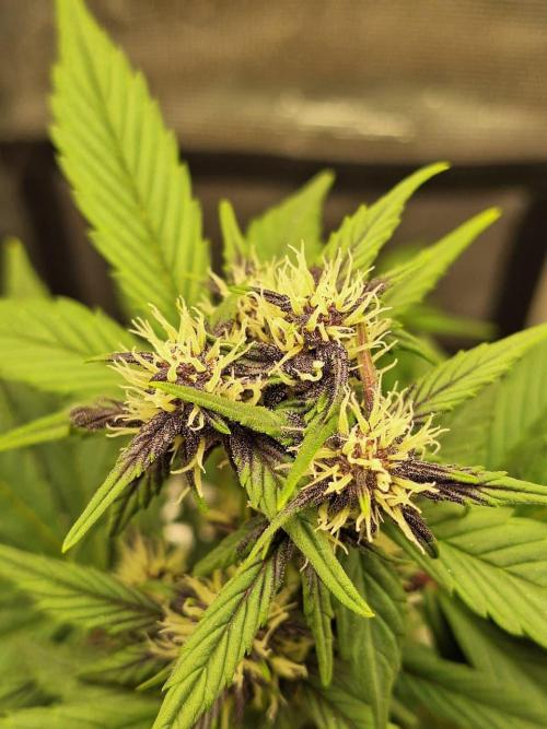 LSD-25 Auto (Living Soil). Week 6 - 02-10-2026 