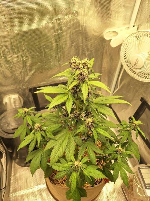 LSD-25 Auto (Living Soil). Week 6 - 02-11-2026 