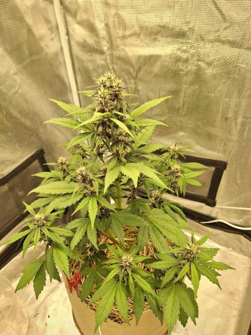 LSD-25 Auto (Living Soil). Week 6 - 02-12-2026 