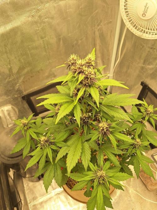 LSD-25 Auto (Living Soil). Week 6 - 02-12-2026 