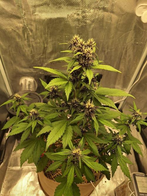 LSD-25 Auto (Living Soil). Week 7 - 02-13-2026