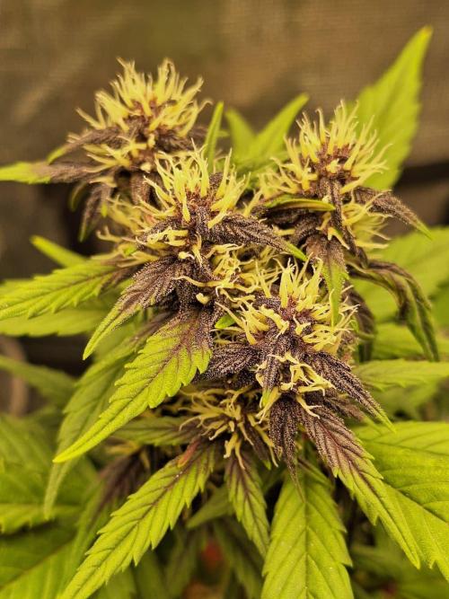 LSD-25 Auto (Living Soil). Week 7 - 02-13-2026