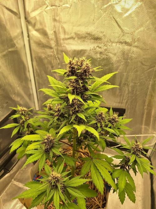 LSD-25 Auto (Living Soil). Week 7 - 02-17-2026
