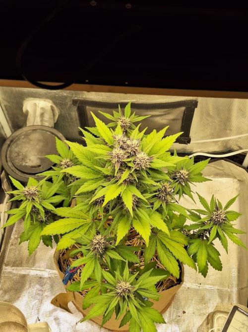 LSD-25 Auto (Living Soil). Week 7 - 02-17-2026