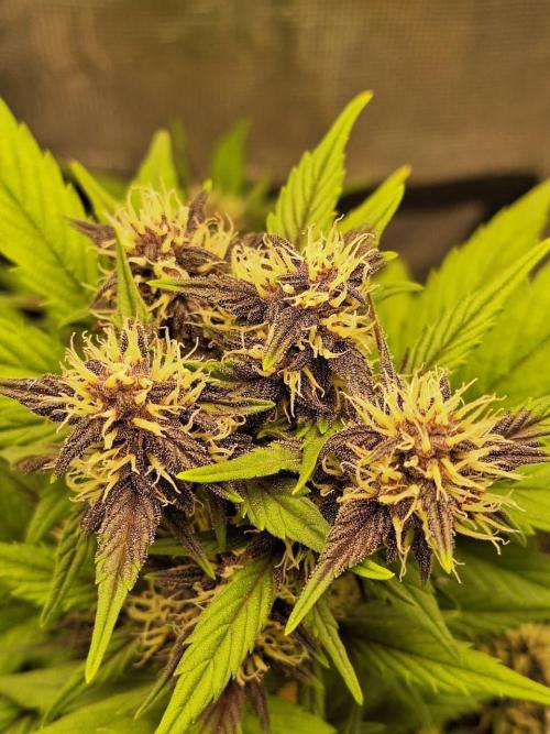 LSD-25 Auto (Living Soil). Week 7 - 02-17-2026