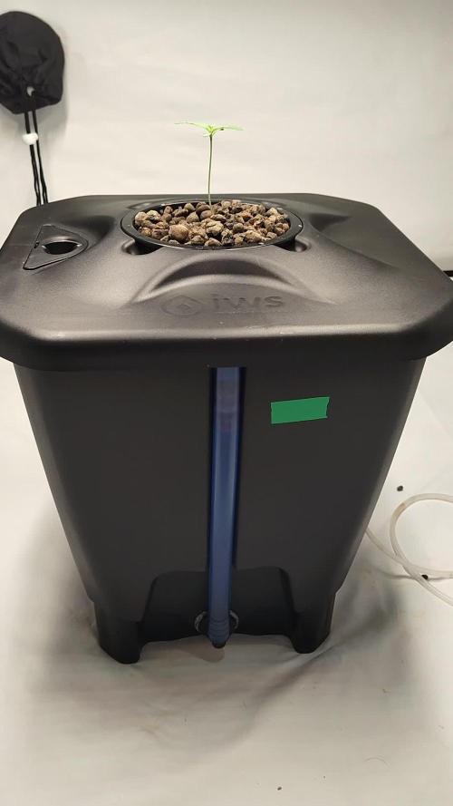 Triple G Auto - Oxypot, DCW Grow