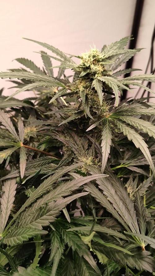 Triple G Auto - Oxypot, DCW Grow