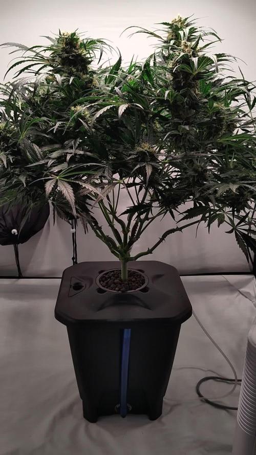 Triple G Auto - Oxypot, DCW Grow