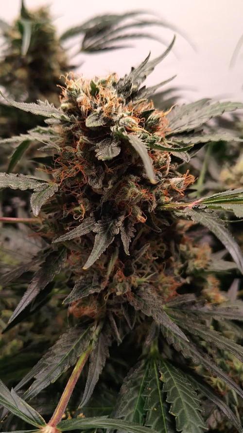 Triple G Auto - Oxypot, DCW Grow
