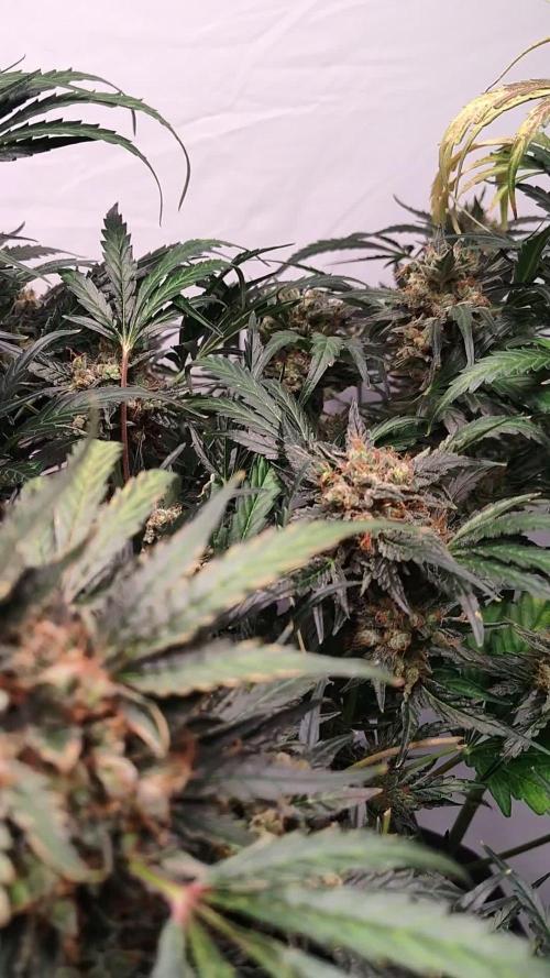 Triple G Auto - Oxypot, DCW Grow