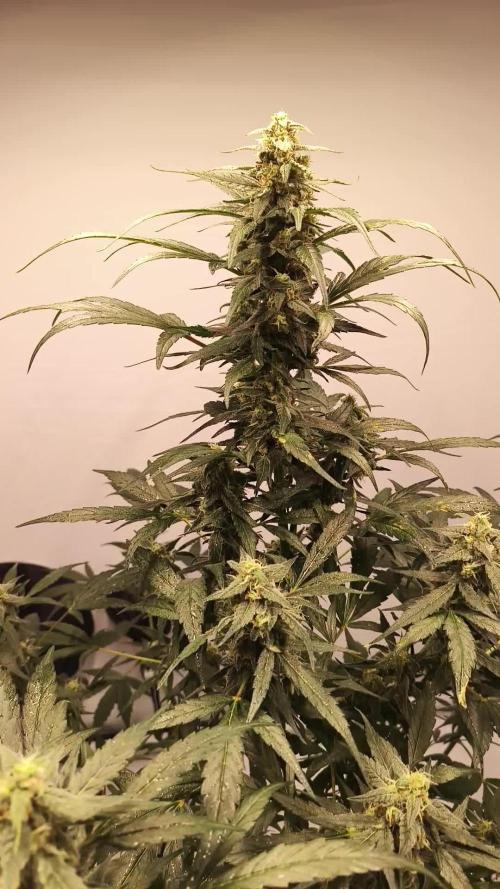 DWC - RWS Tropicana Cookies Purple Auto