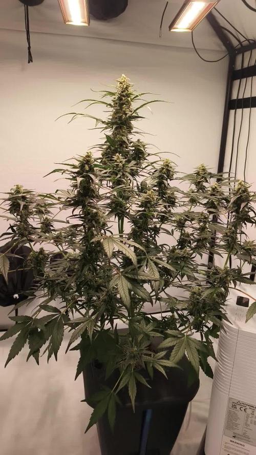 DWC - RWS Tropicana Cookies Purple Auto