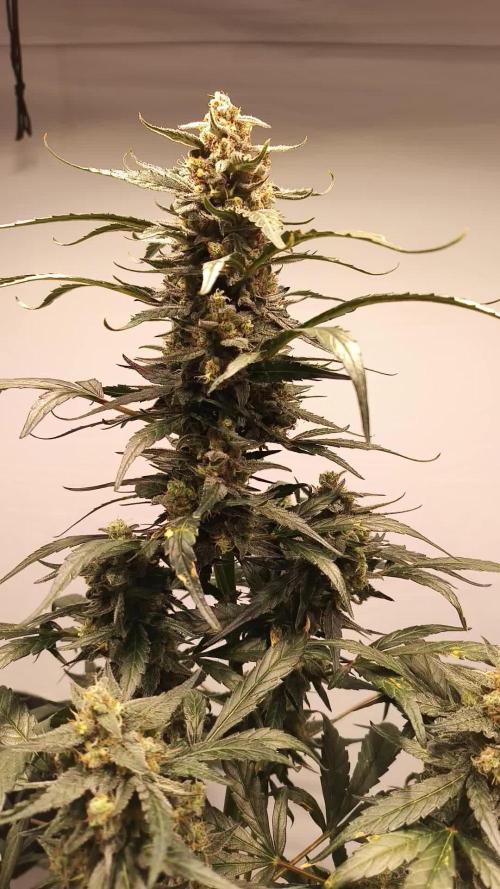 DWC - RWS Tropicana Cookies Purple Auto