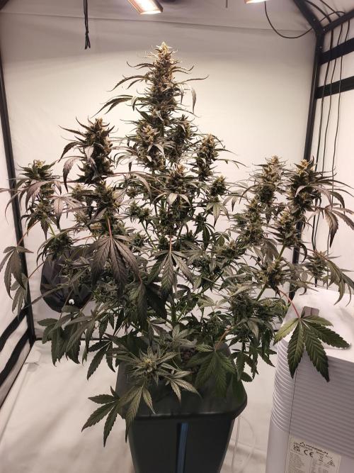 DWC - RWS Tropicana Cookies Purple Auto. Week 12