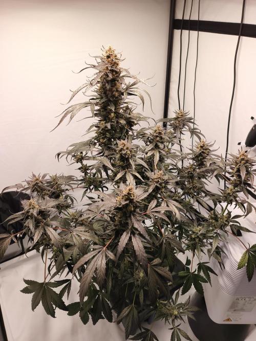 DWC - RWS Tropicana Cookies Purple Auto. Week 12