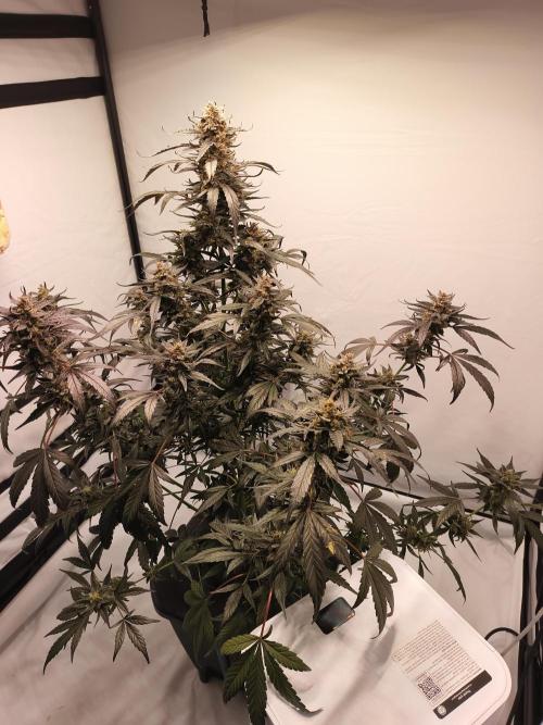 DWC - RWS Tropicana Cookies Purple Auto. Week 12