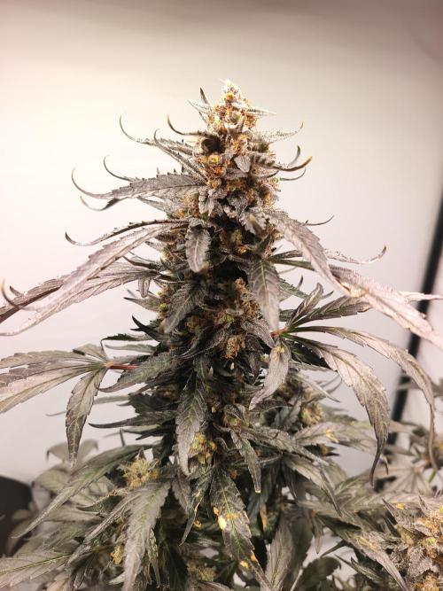 DWC - RWS Tropicana Cookies Purple Auto. Week 12