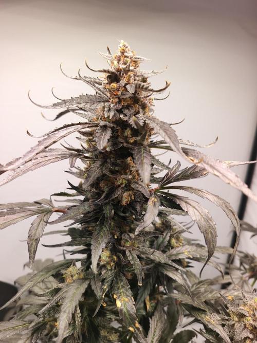 DWC - RWS Tropicana Cookies Purple Auto. Week 12