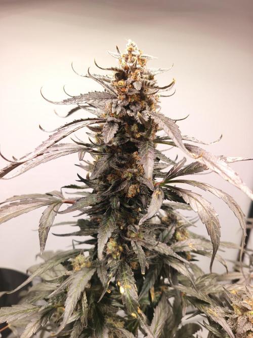 DWC - RWS Tropicana Cookies Purple Auto. Week 12