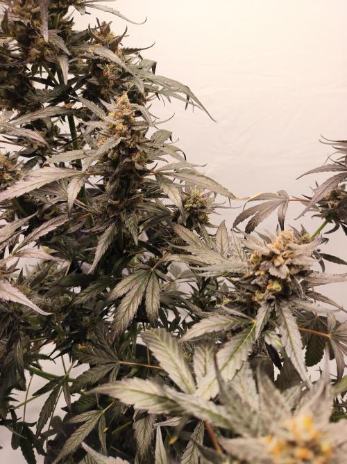 DWC - RWS Tropicana Cookies Purple Auto. Week 12