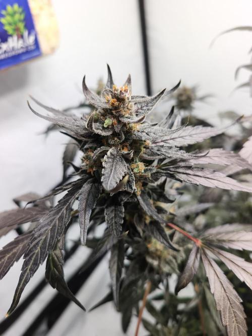 DWC - RWS Tropicana Cookies Purple Auto. Week 12