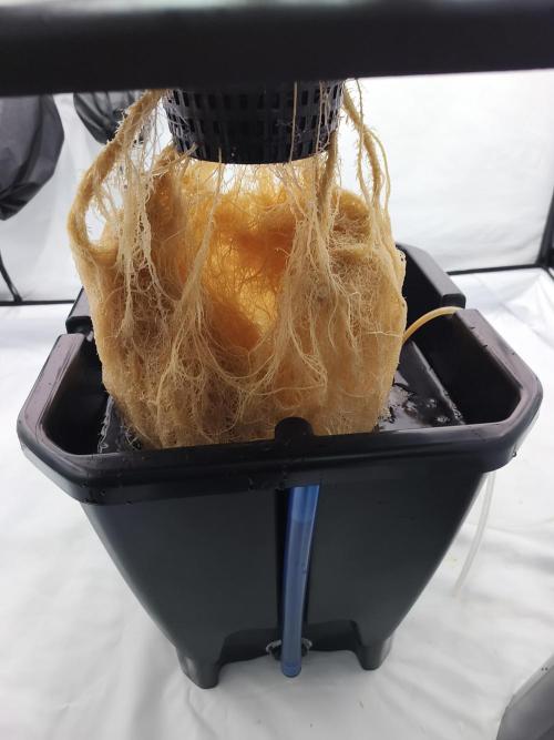 DWC - RWS Tropicana Cookies Purple Auto. Week 12