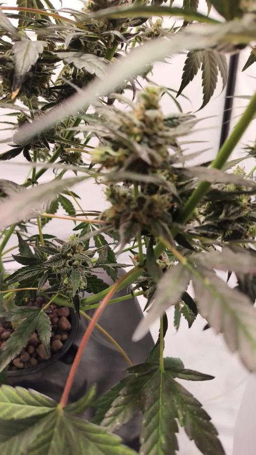 DWC - RWS Tropicana Cookies Purple Auto