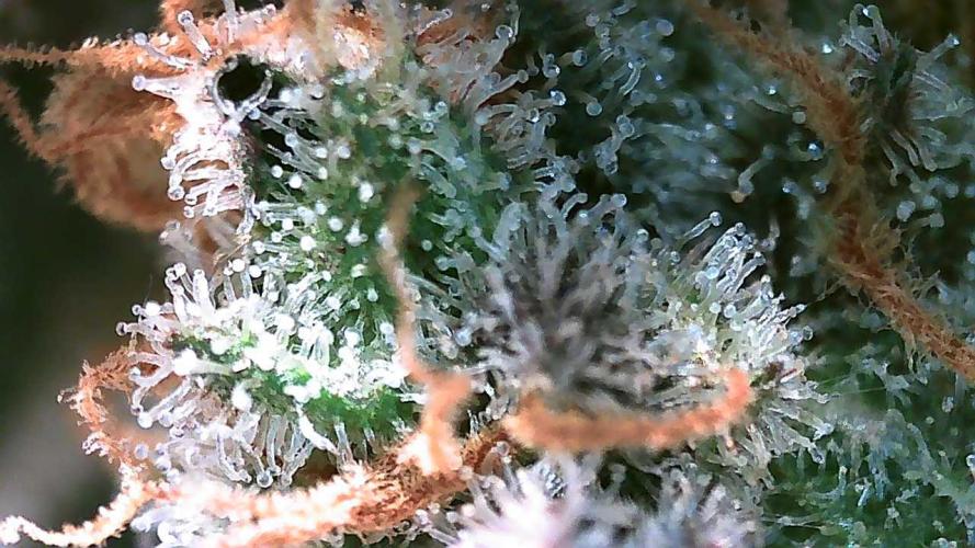 DWC - RWS Tropicana Cookies Purple Auto. Week 12