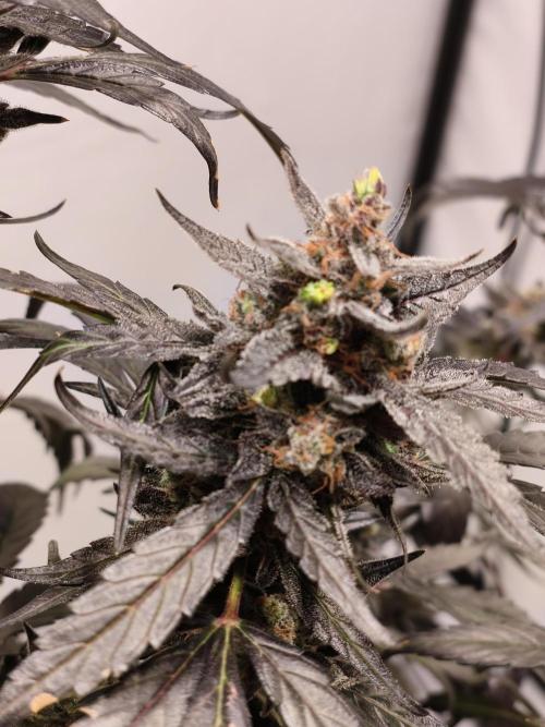 DWC - RWS Tropicana Cookies Purple Auto. Week 13