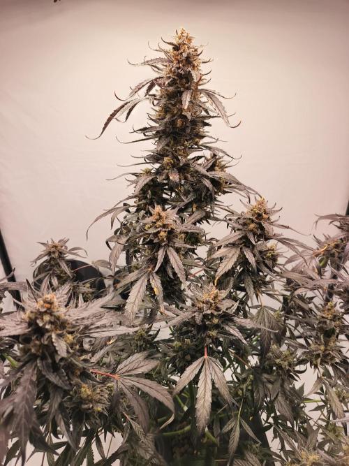 DWC - RWS Tropicana Cookies Purple Auto. Week 13