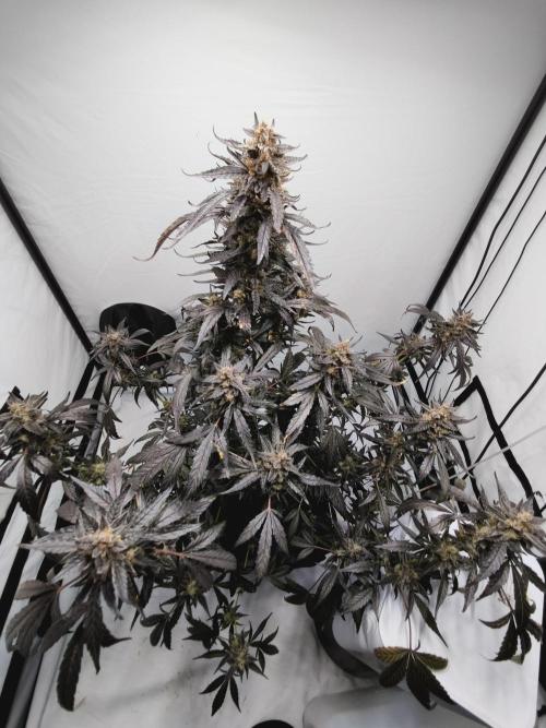 DWC - RWS Tropicana Cookies Purple Auto. Week 13