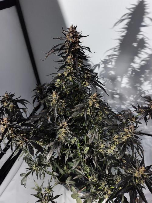 DWC - RWS Tropicana Cookies Purple Auto. Week 13