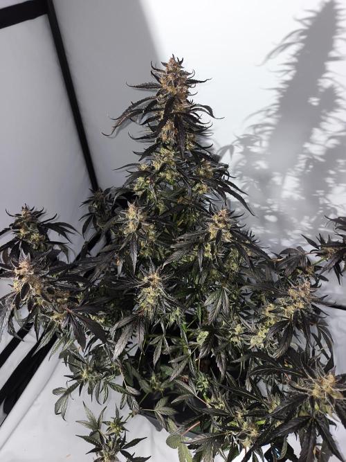 DWC - RWS Tropicana Cookies Purple Auto. Week 13