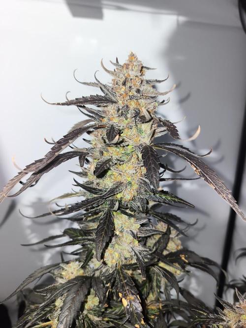 DWC - RWS Tropicana Cookies Purple Auto. Week 13