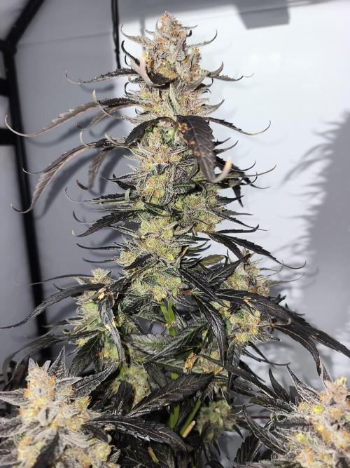 DWC - RWS Tropicana Cookies Purple Auto. Week 13