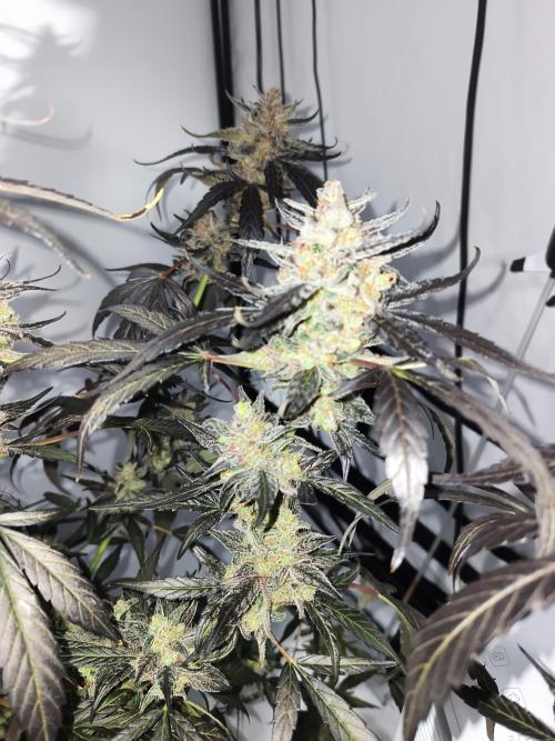 DWC - RWS Tropicana Cookies Purple Auto. Week 13