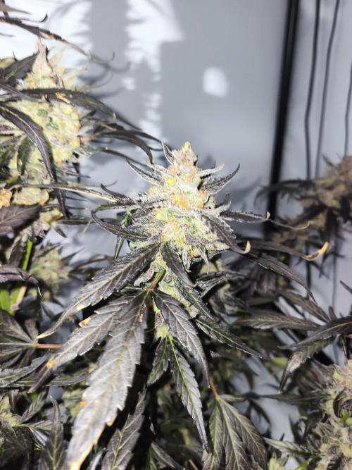 DWC - RWS Tropicana Cookies Purple Auto. Week 13