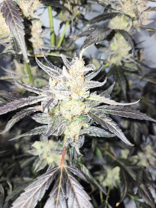 DWC - RWS Tropicana Cookies Purple Auto. Week 13