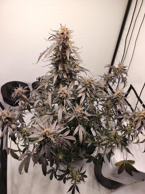 DWC - RWS Tropicana Cookies Purple Auto. Week 13