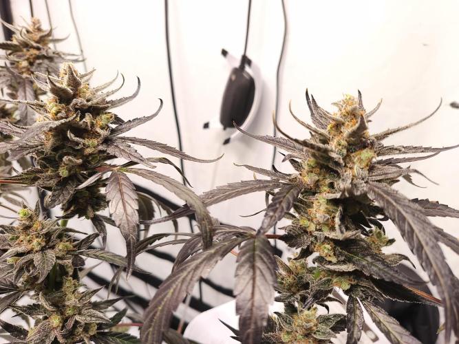 DWC - RWS Tropicana Cookies Purple Auto. Week 13