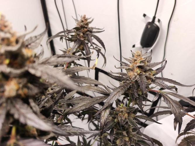 DWC - RWS Tropicana Cookies Purple Auto. Week 13