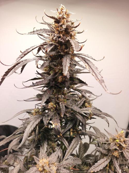 DWC - RWS Tropicana Cookies Purple Auto. Week 13