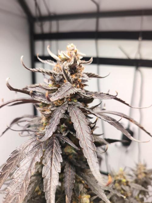 DWC - RWS Tropicana Cookies Purple Auto. Week 13