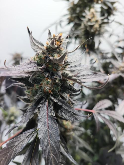 DWC - RWS Tropicana Cookies Purple Auto. Week 13